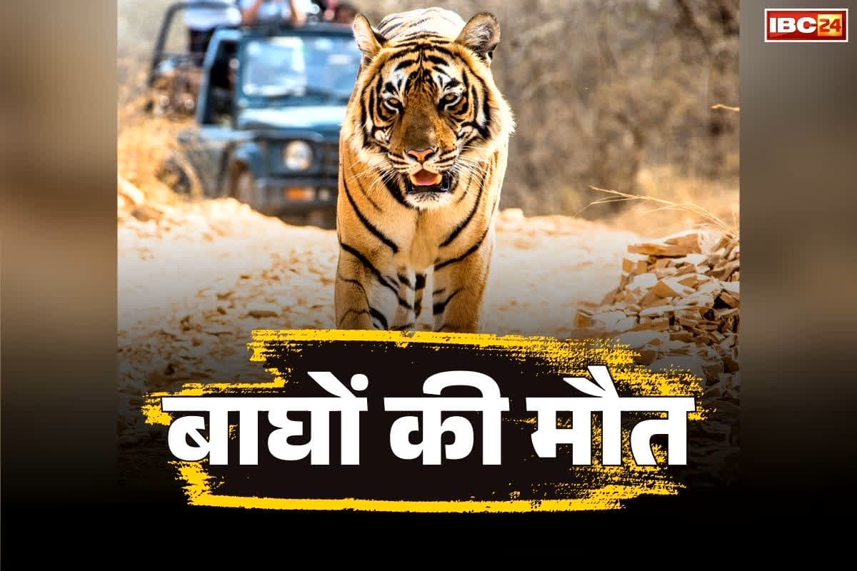 Bandhavgarh Tigers Death: रिपोर्ट में हैरान करने वाला खुलासा, ढाई महीने में आठ बाघों की मौत.. इस राज्य में देश के 25 फ़ीसदी बाघ है मौजूद