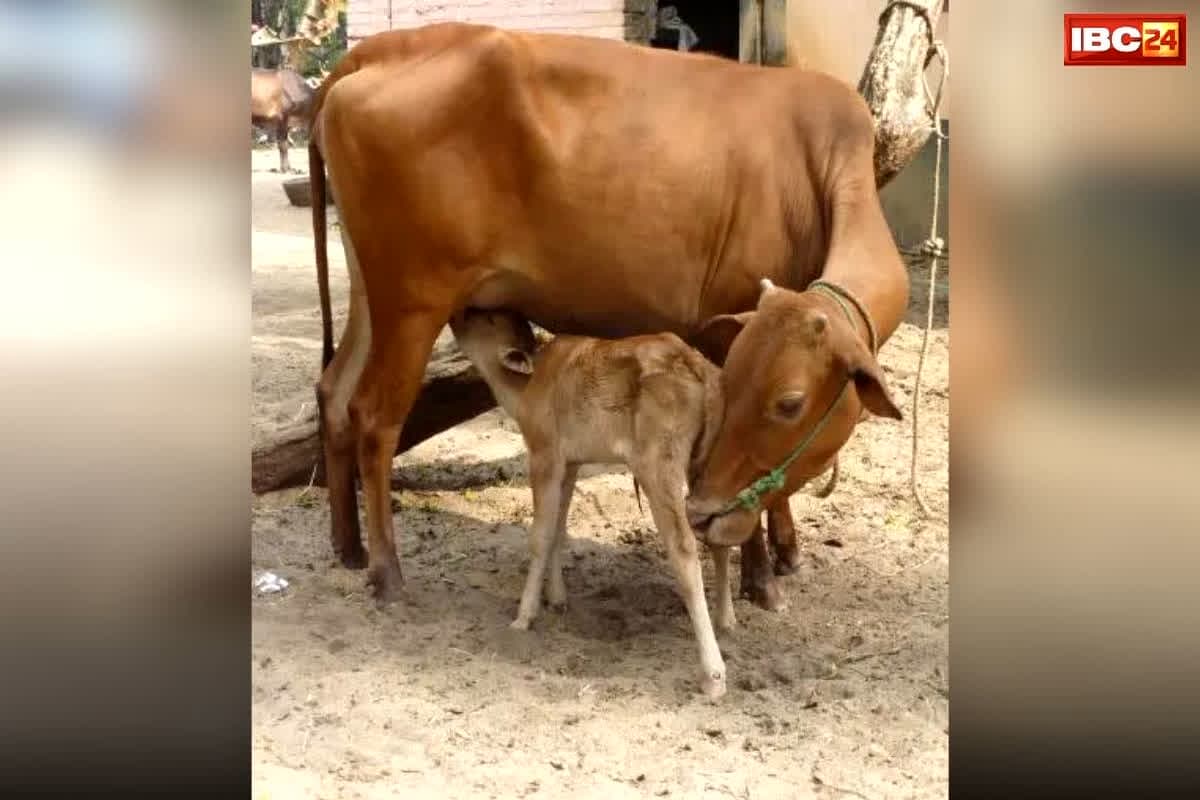 Cow Slaughter Case MP: सड़क किनारे मिला बछड़े का कटा सिर, आसपास तलाशी के बाद जो सामने आया… अब हिंदू संगठन ने कर दिया ये बड़ा ऐलान