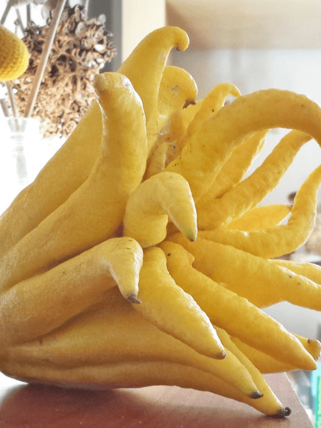 Rare Fruits World: ये हैं दुनिया के 5 अजीबोगरीब फल… जिन्हें देखकर आप भी सोचेंगे, ये सच में फल हैं..?