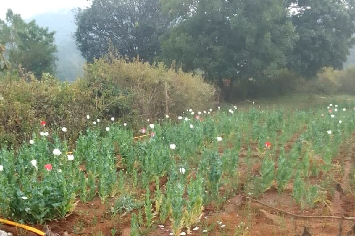 Balrampur Opium Farming News: छत्तीसगढ़ में एक और अफीम की खेती का भंडाफोड़! इतने एकड़ जमीन पर उग रही थी ड्रग्स, टीएस सिंहदेव ने पूछा- किसके संरक्षण में चल रहा खेल?