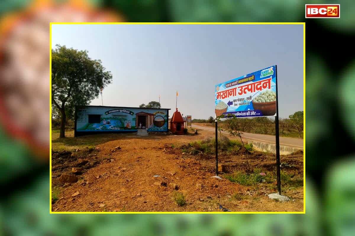 Chhattisgrh News: वनांचल क्षेत्र में आय का नया स्रोत बनेगा मखाना, इस जिले में खेती के लिए तैयारियां हुई शुरू, कलेक्टर ने कृषि विभाग को दिए अहम निर्देश