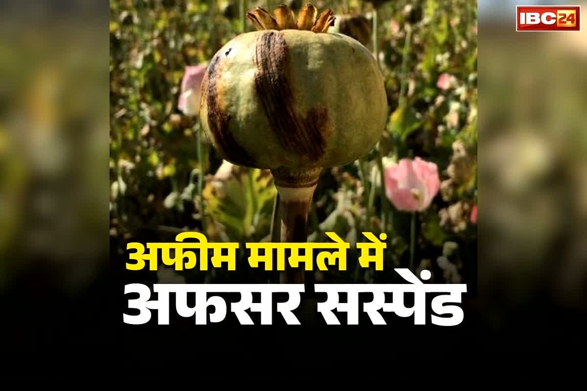 CG Afim Cultivation Update: कृषि विस्तार अधिकारी सस्पेंड.. अफीम को मक्के की फसल बताकर कर रहे थे रिपोर्टिंग, कलेक्टर ने लिया सीधा एक्शन