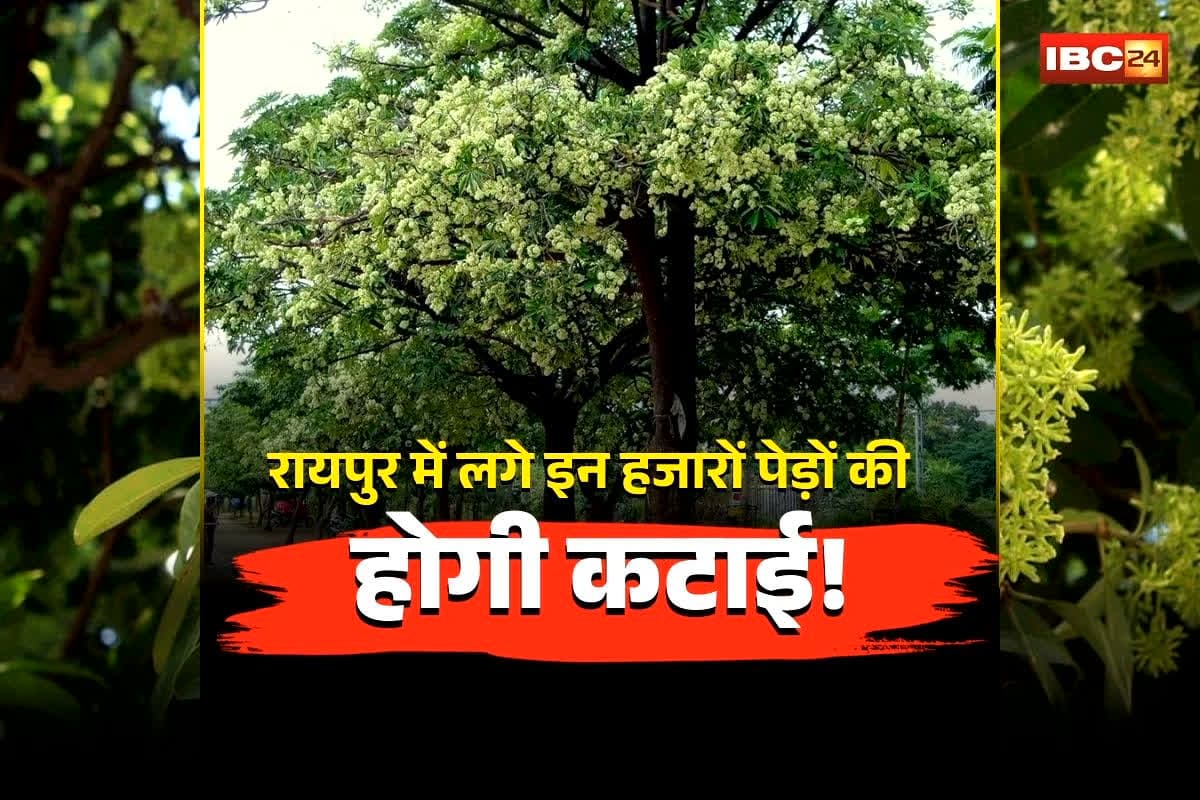 Raipur Tree Removal News: रायपुर में लगे इन हजारों पेड़ों की होगी कटाई! BJP विधायक ने सदन में उठाया मुद्दा, मंत्री ओपी चौधरी ने दिया पेड़ हटाने का आश्वासन