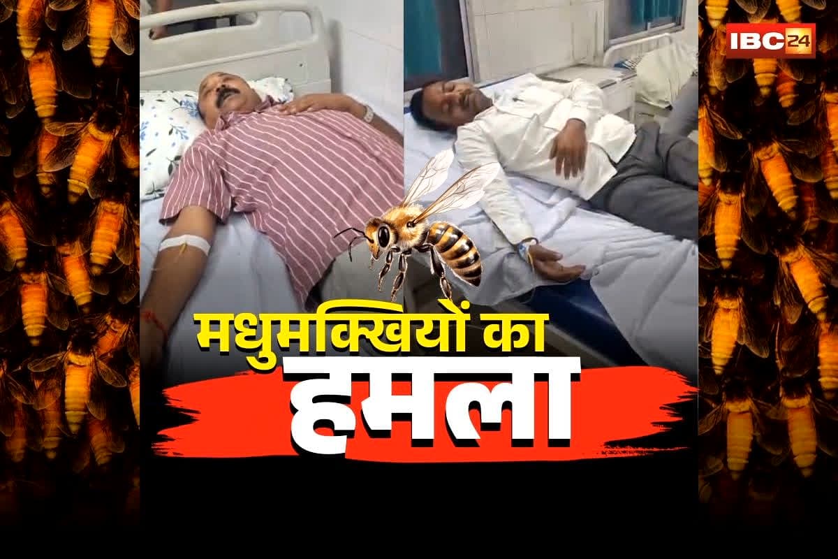 Ramanujganj Bee Attack News: अचानक टूट पड़ा मधुमक्खियों का झुंड! कांग्रेसी नेता समेत कई लोग घायल, छत्तीसगढ़ के इस इलाके में मची अफरा-तफरी
