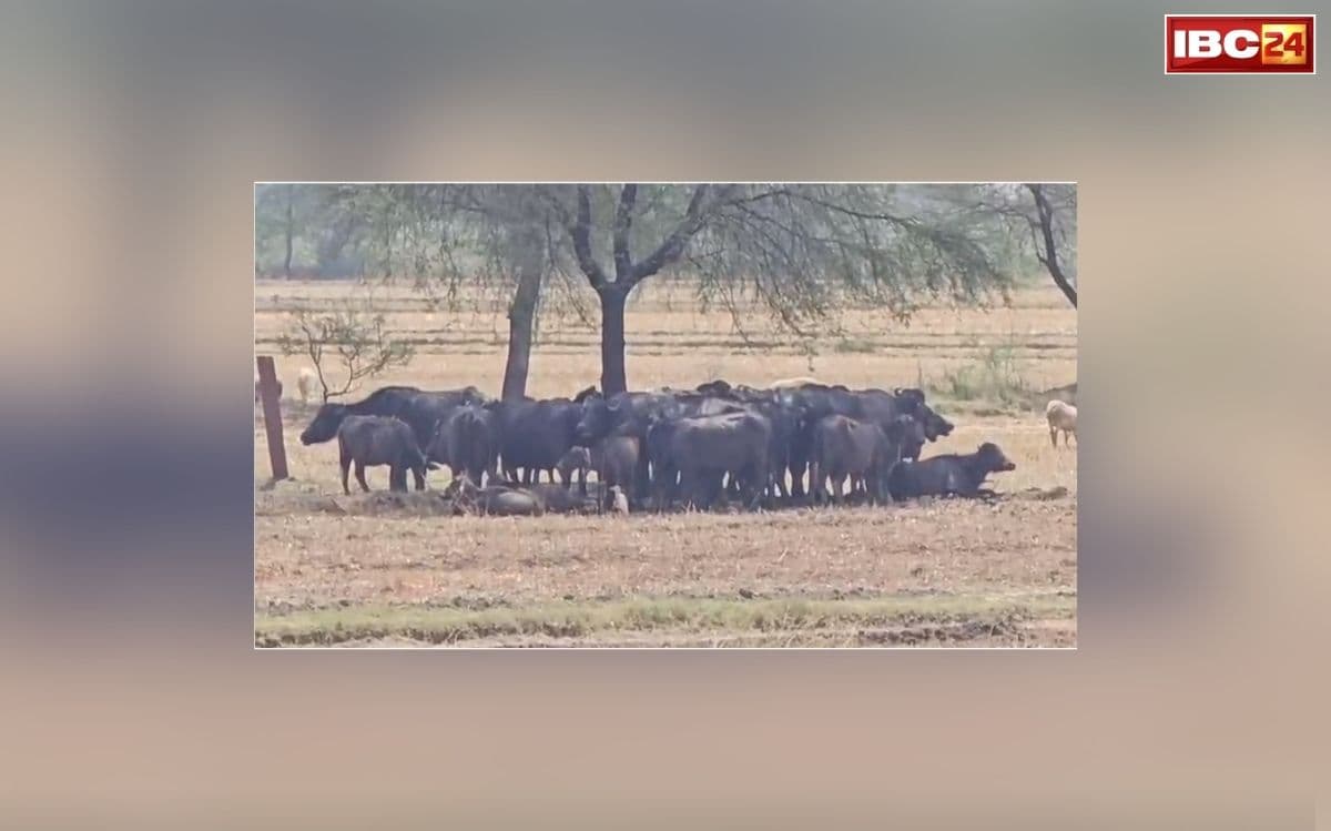 Morena Bhains Chori News: मध्यप्रदेश के तो डकैत भी गजब हैं..! बंदूक की नोक पर इतने भैसों को ले उड़े बदमाश, कीमत जानकर चौंक जाएंगे आप