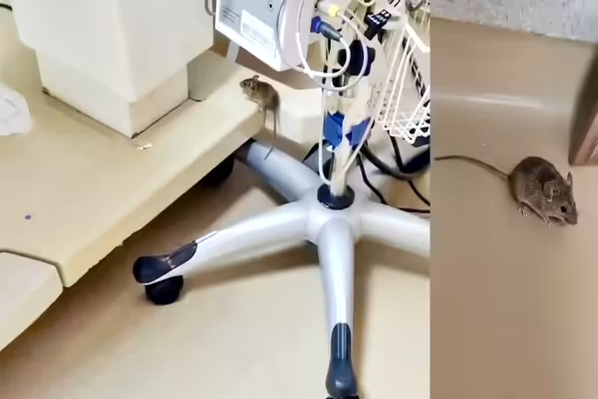 Bhopal AIIMS Viral Video: AIIMS अस्पताल के NICU में घूमते दिखे चूहे, वीडियो वायरल होते ही मचा हड़कंप, प्रबंधन ने उठाया ये बड़ा कदम