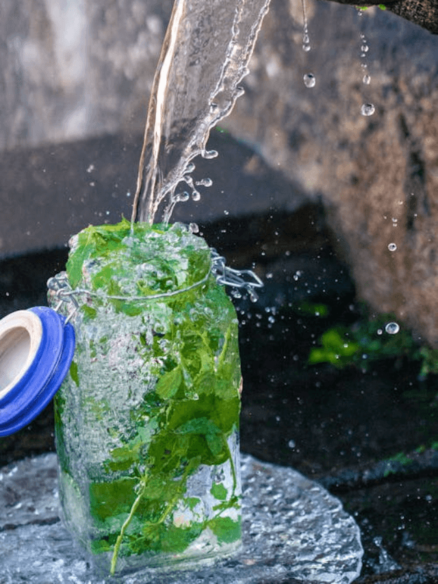 Benefits of Mint Leaves : सिर्फ चटनी नहीं! गर्मियों में ‘पुदीना’ है सेहत का खजाना,जानें 8 बड़े फायदे