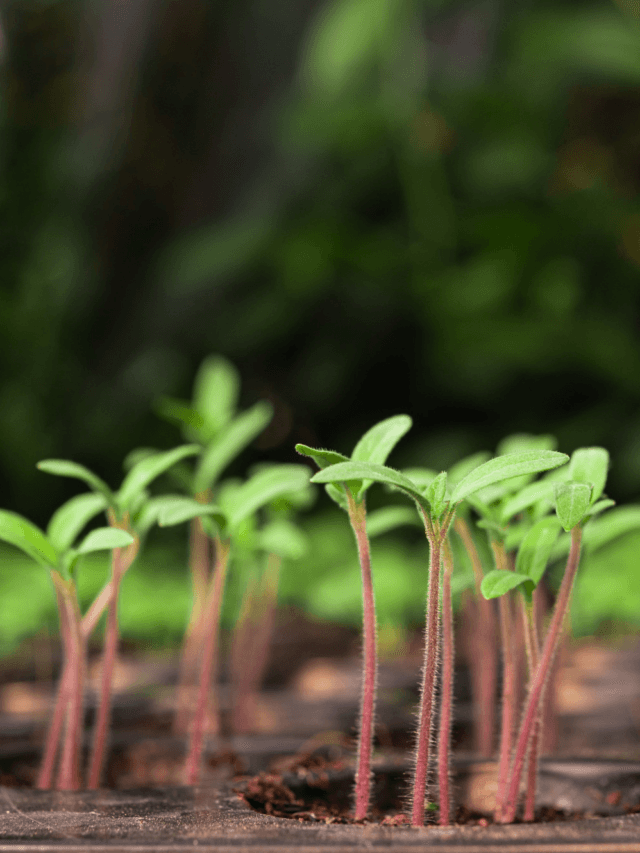 How To Grow Plants Faster: क्या आपके पौधे भी रुक गए हैं? जानिए 5 ऐसे टिप्स जो आपके गार्डन को बना देंगे हरा भरा