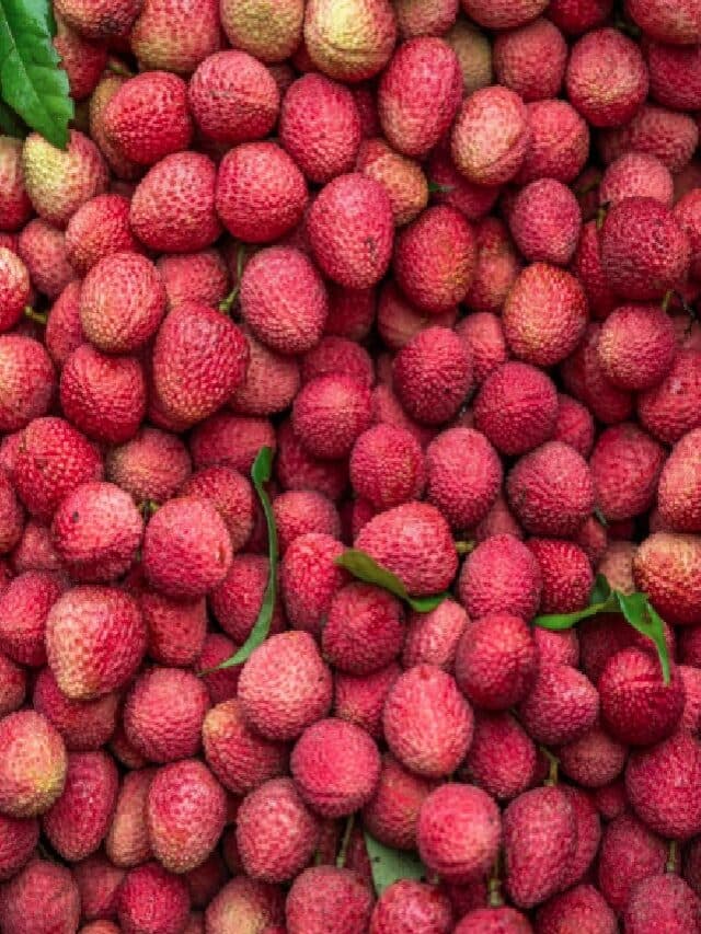 Benefits Of Lychee: Lychee खाने से शरीर को मिलते हैं ये फायदे, जानकर आपको भी नहीं होगा यकीन