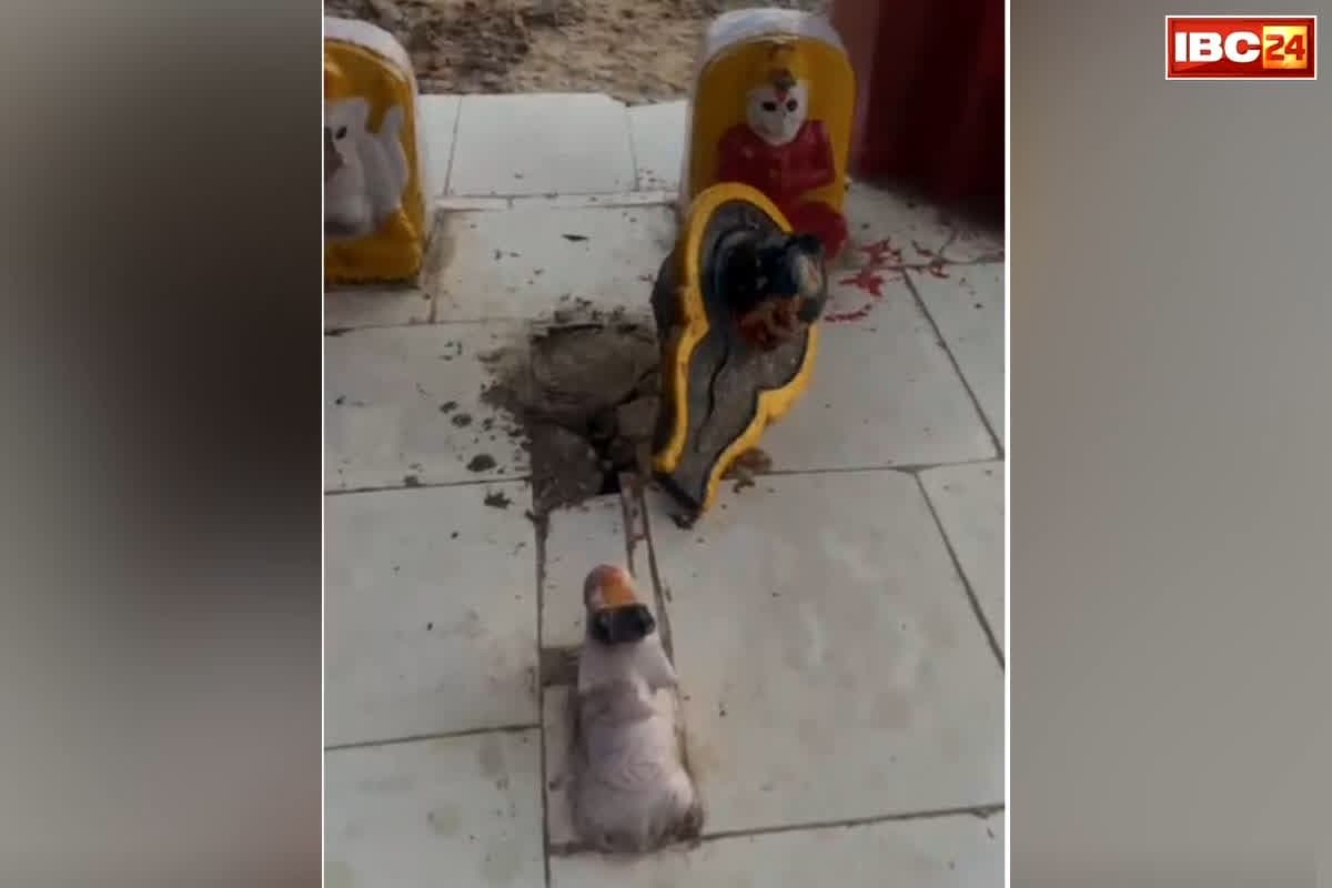 Datia Temple Vendalism News: बाहर गए थे पुजारी, लौटे तो मंदिर का नजारा देख दंग रह गए सब के सब, चौंका देने वाला वीडियो भी आया सामने
