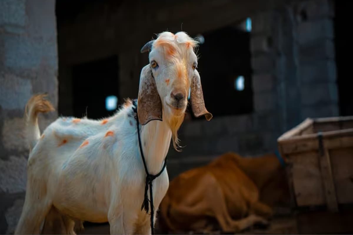 Pandharpur Bakrid News: एकादशी के कारण बकरों की कुर्बानी नहीं देंगे यहां के मुस्लिम! कहा- भगवान में हमारी गहरी आस्था