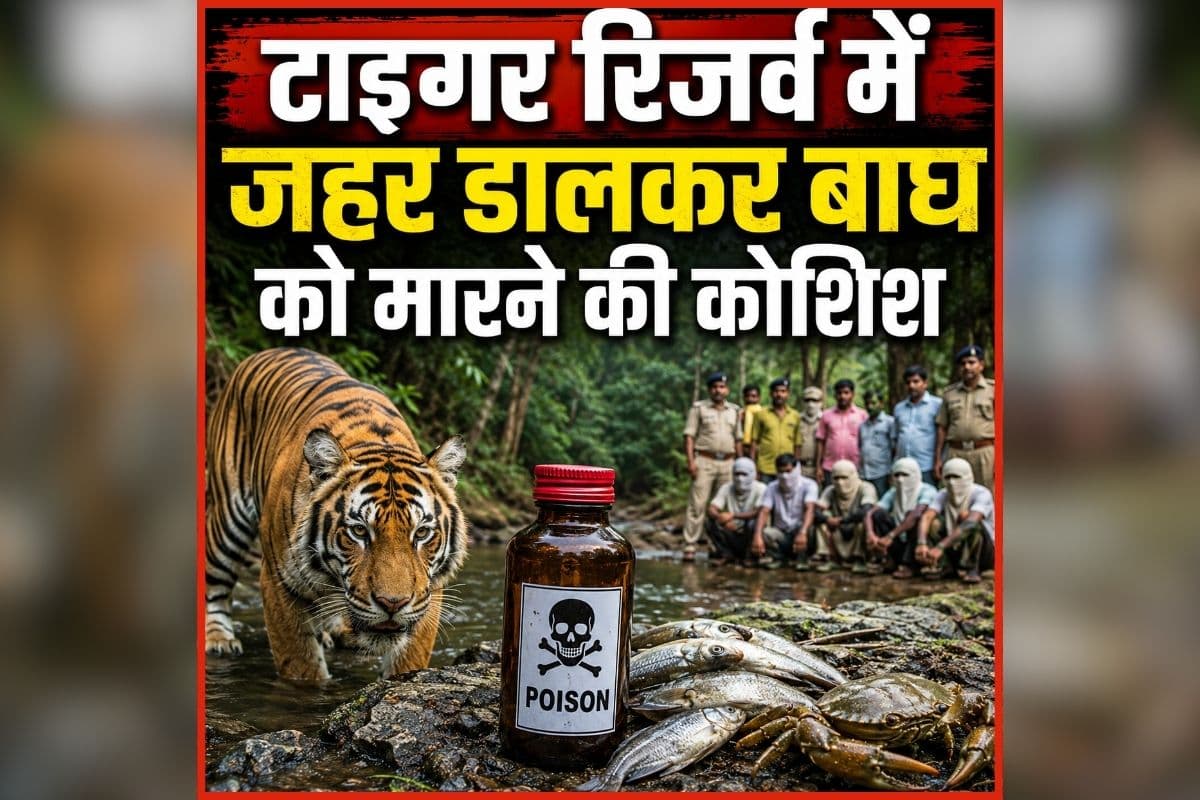 Gariaband Crime News: खौफनाक योजना! यहां जहर डालकर बाघ को कर रहे थे मारने की साजिश, पुलिस ने 7 आरोपियों को किया गिरफ्तार