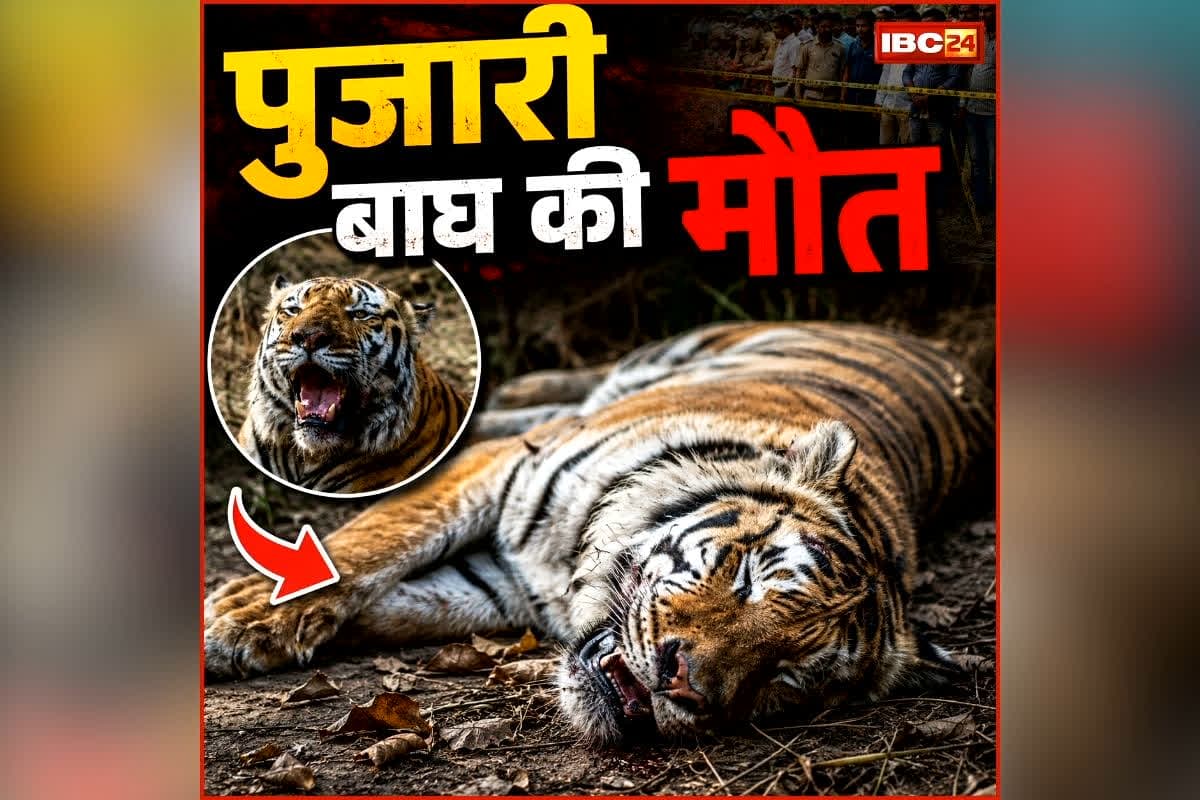 Pujari Tiger Death: पुजारी बाघ की मौत से बांधवगढ़ की फिजाओं में छाया सन्नाटा, जानिए कैसे गई जान और क्यों पड़ा था इस बाघ का नाम पुजारी?