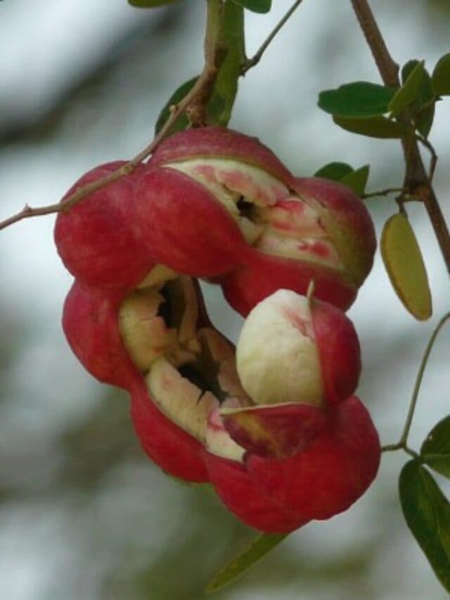 Summer Season Fruits: गर्मियों में किसी जादुई दवा से कम नहीं ये फल, कुछ तो मिलते हैं सिर्फ छत्तीसगढ़ में, जानें यहां