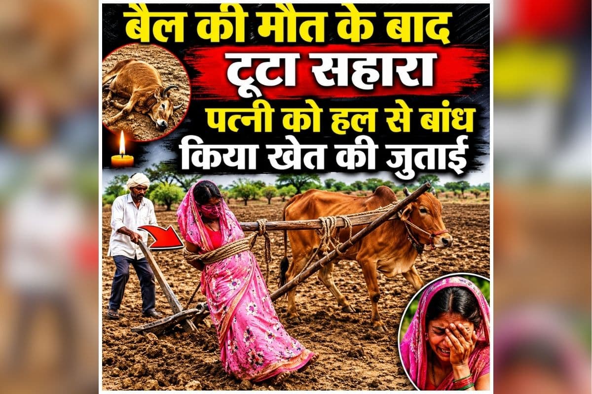 Latur Farmer Couple Video: किसान की ऐसी मजबूरी.., बैल की मौत के बाद टूटा सहारा, तो पत्नी को हल से बांध किया खेत की जुताई, वीडियो देख आंख से निकल जाएंगे आंसू