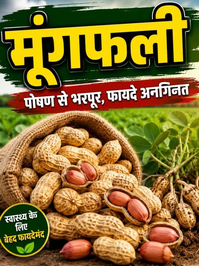 Benefits of Eating Peanuts: इस छोटी सी चीज में भरा है खूब प्रोटीन, खाने से मिलते हैं ढेरों फायदे
