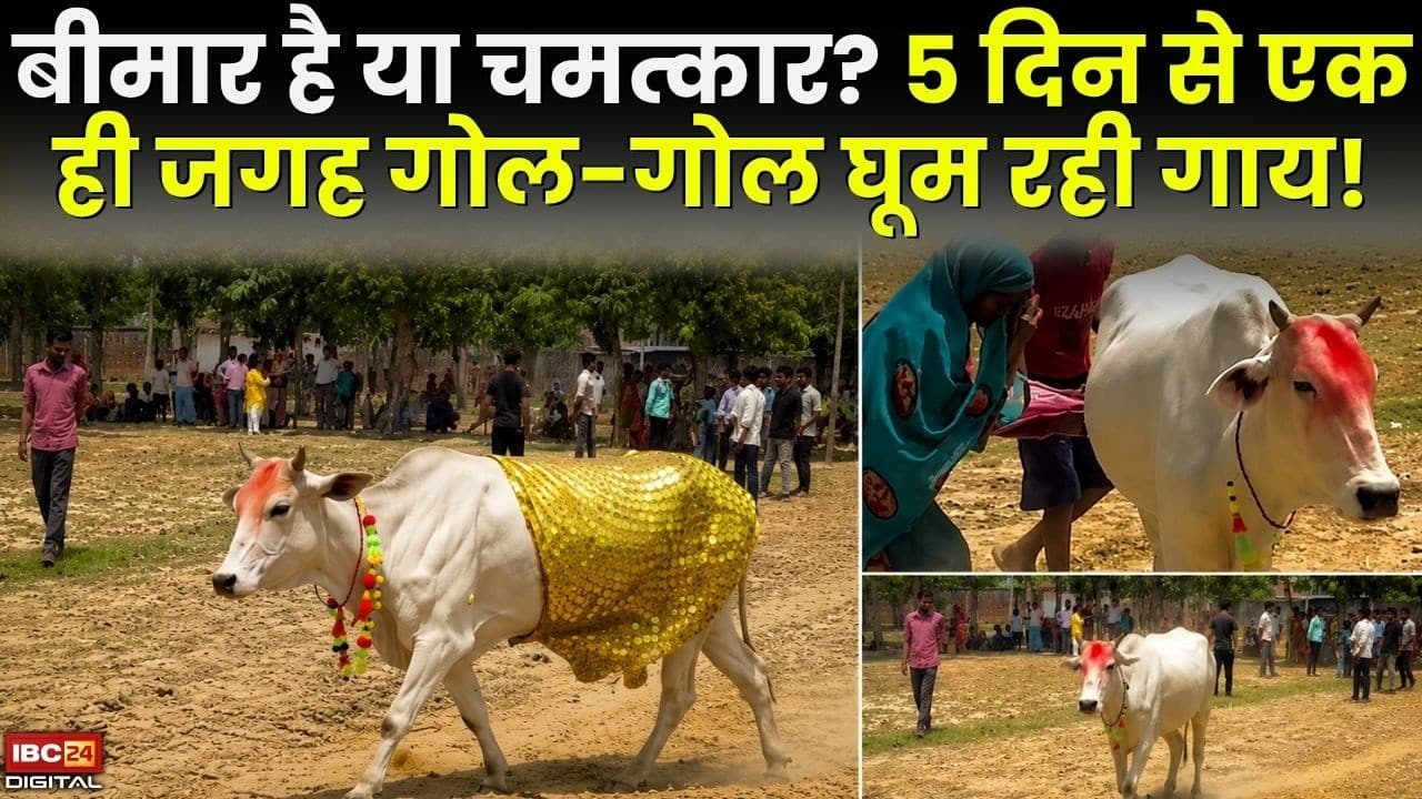 Cow Viral Video: बीमार है या चमत्कार? 5 दिन से एक ही जगह गोल-गोल घूम रही गाय!
