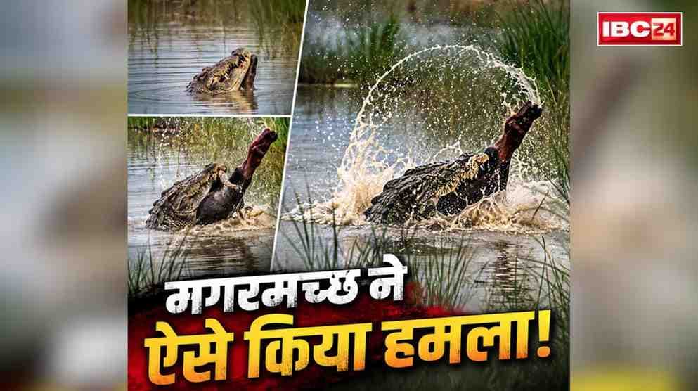 Bahraich Crocodile Attack Viral Video: चाचा के सामने ही 12 साल के भतीजे को दबोच ले गया आदमखोर मगरमच्छ.. सामने आया वीडियो, देखकर काँप जाएगी रूह..