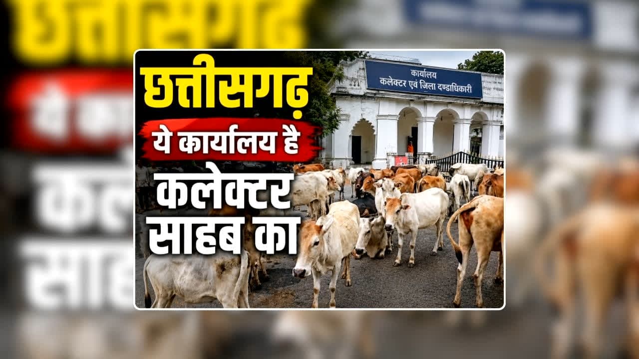 Ambikapur Collector Campus Video Today: नजारा देखकर चौंकिए नहीं...ये मवेशियों की गौशाला नहीं...बल्कि है कलेक्ट्रेट कैंपस, जानिए किसानों ने क्यों लगाया गायों का झुंड / Image: IBC24 Original