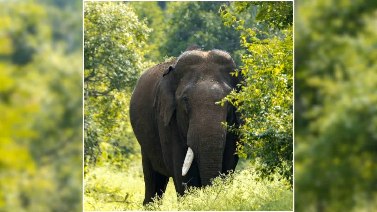 Chhattisgarh Elephant Attack: भैंस चराने जंगल गया था ग्रामीण, नर हाथी ने कुचलकर उतारा मौत के घाट, इलाके में दहशत /image: Social Media