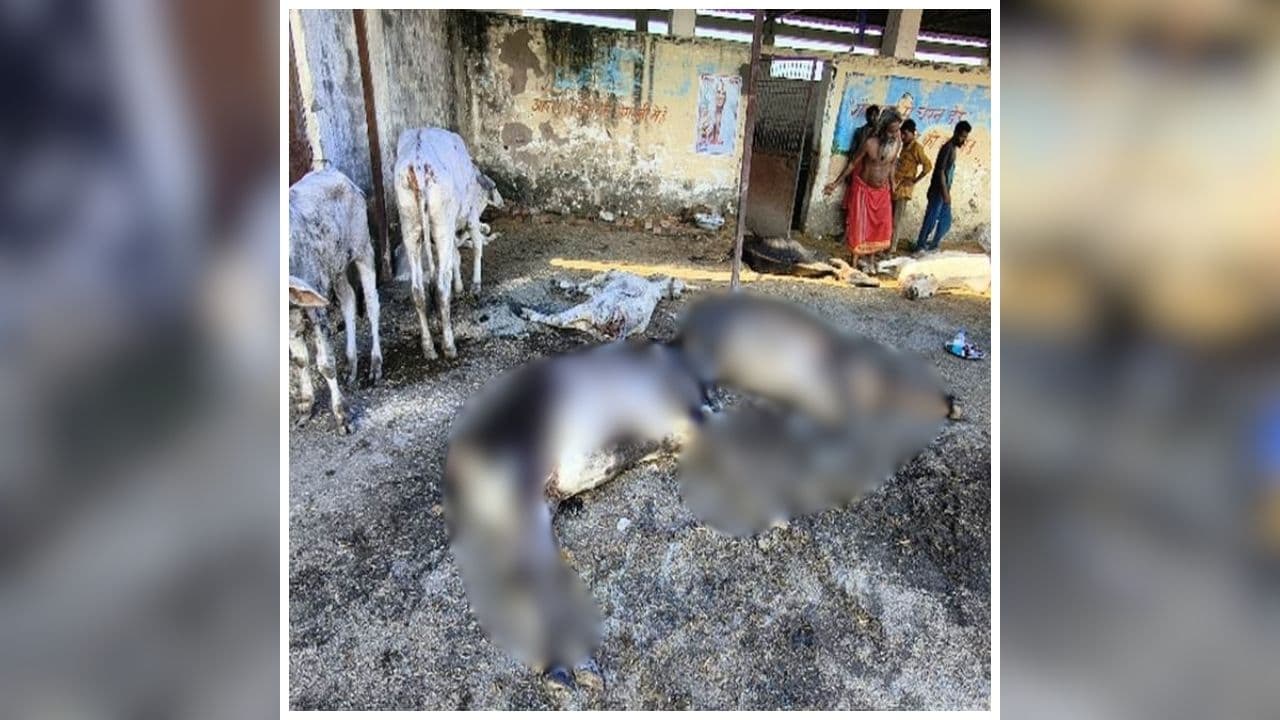 Gwalior lumpy virus: इस जिले में खतरनाक बीमारी का कहर, गौशाला में अचानक 16 गायों की मौत, मचा हड़कंप, व्यवस्थाओं पर उठे सवाल