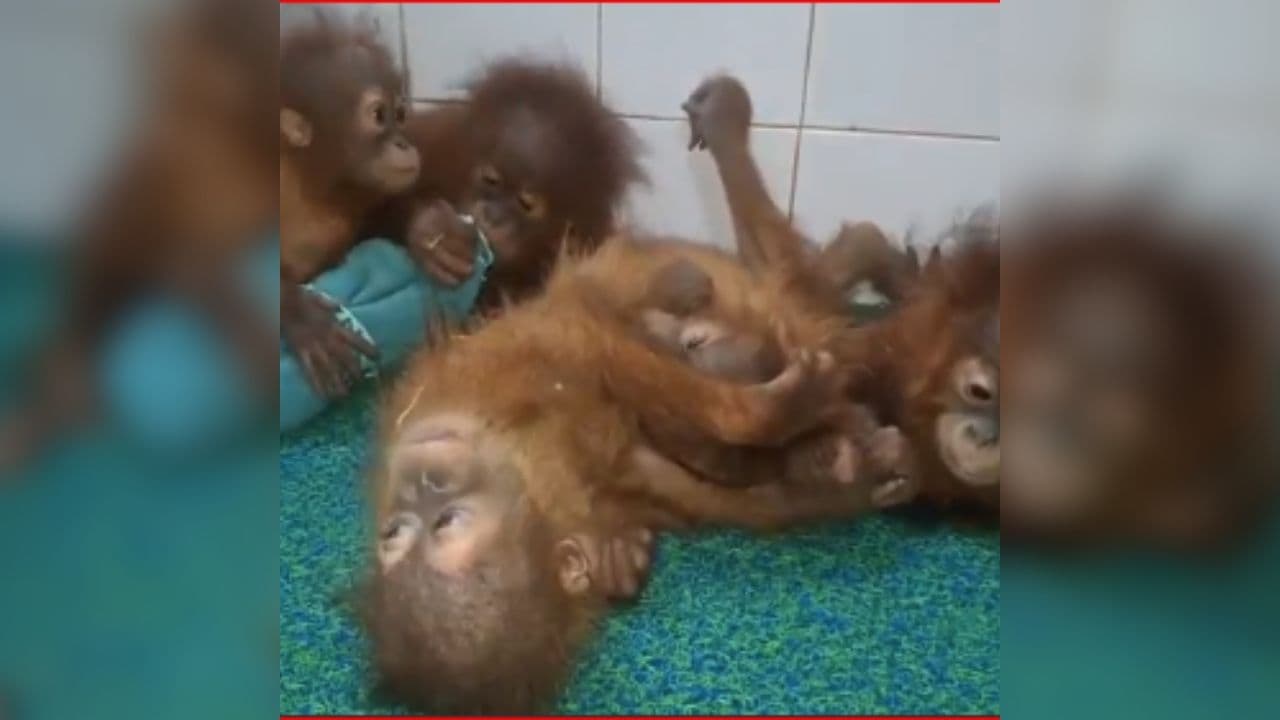Orangutans Spotted in Odisha: पहली बार गांव के पास दिखे 5 अनोखे जानवर, ग्रामीणों में मचा हड़कंप, देखकर वन विभाग के अधिकारी भी रह गए दंग