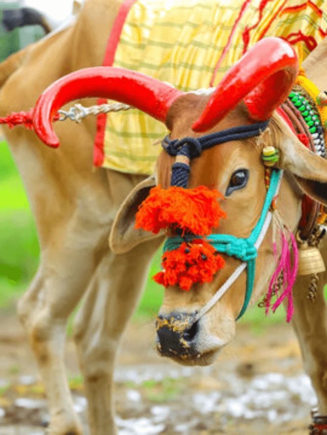 Pola Festival 2026: कब मनाया जाएगा छत्तीसगढ़ का लोकपर्व पोरा, जानिए पूजा विधि और महत्व