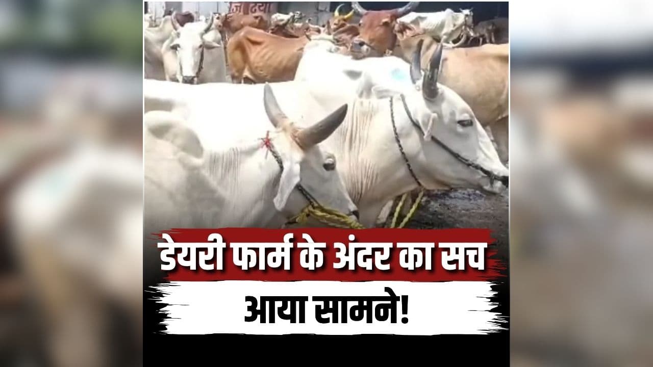 Bhopal Cow Slaughter Case: डेयरी की आड़ में चल रहा था खेल, अंदर का नजारा देख भड़के हिंदू संगठन के लोग, इलाके में मचा हड़कंप