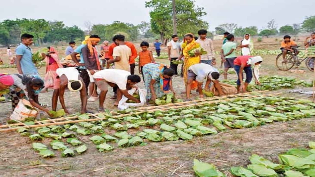 Chhattisgarh News: छत्तीसगढ़ में तेन्दूपत्ता संग्राहक परिवारों के लिए बड़ी राहत, राजमोहिनी देवी योजना के तहत 169 परिवारों को ₹2.42 करोड़ रुपए जारी