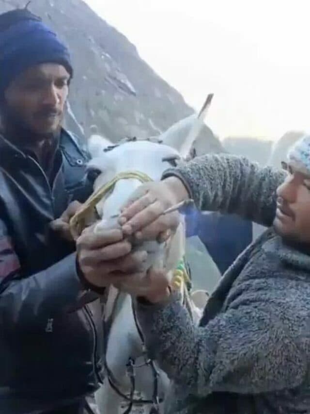 केदारनाथ में घोड़ों को पिलाया जा रहा है गांजा! सवाल उठने पर मंत्री ने क्या जवाब दिया?