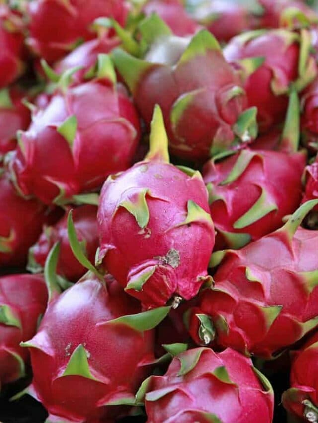 Dragon Fruit: ड्रैगन फ्रूट खाने के फायदे…