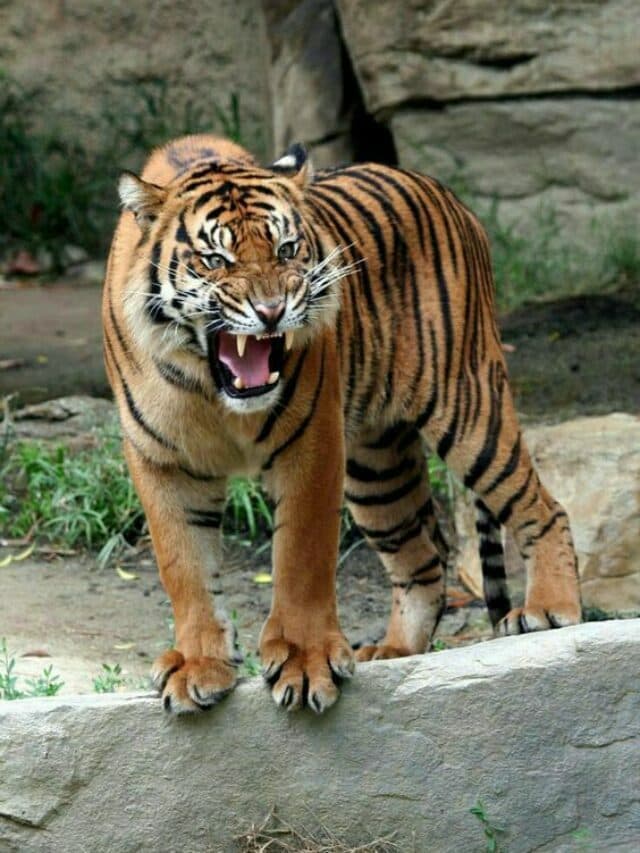 यह दिन दुनिया भर में 13वें अंतर्राष्ट्रीय बाघ दिवस के रूप में मनाया जाता है…