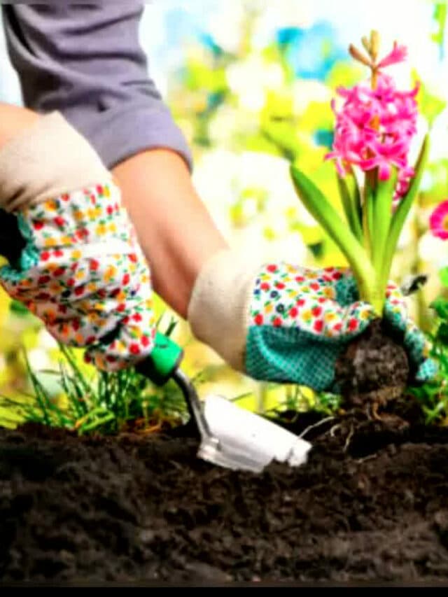 Vastu Plants: वास्तु दोष से बचने के लिए घर में जरूर लगाएं ये पौधे