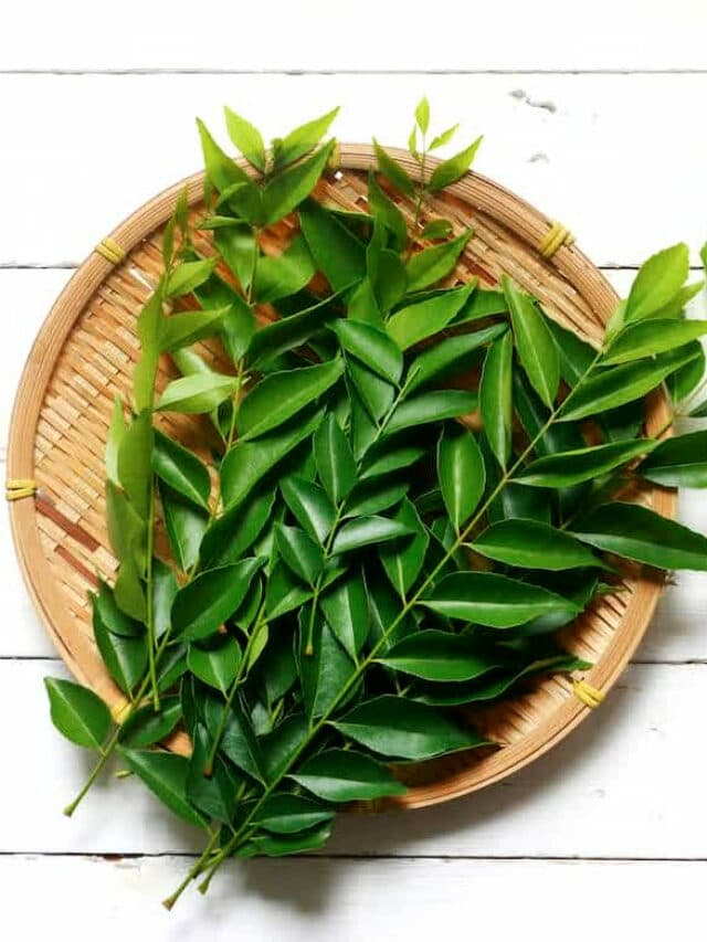 Curry Leaves Benefits : सुबह खाली पेट करी पत्ता चबाने के फायदे