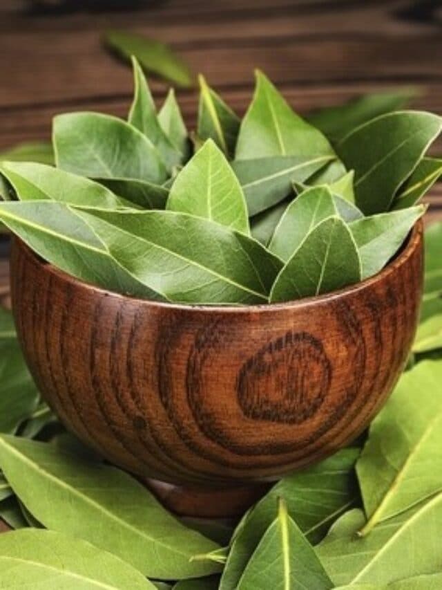Bay Leaf Maintains Diabetes: खाने में खुशबू बढ़ाने से लेकर डायबिटीज तक का ख्याल रखता है ये तेज पत्ता