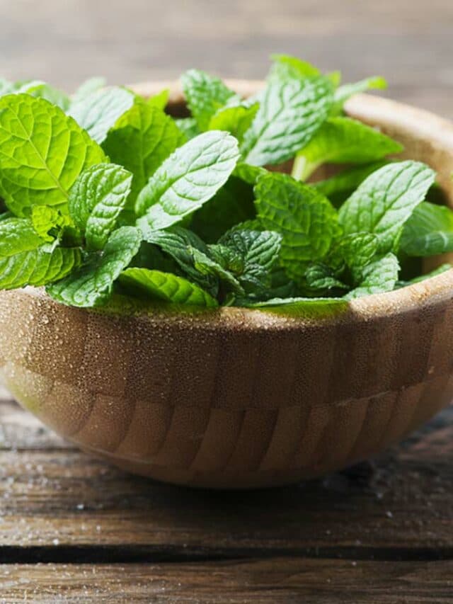 benefits of mint : गर्मियों में इस पत्तियों का सेवन मॉर्निग सिकनेस से लेकर तनाव को करता हैं कम, जाने फायदें