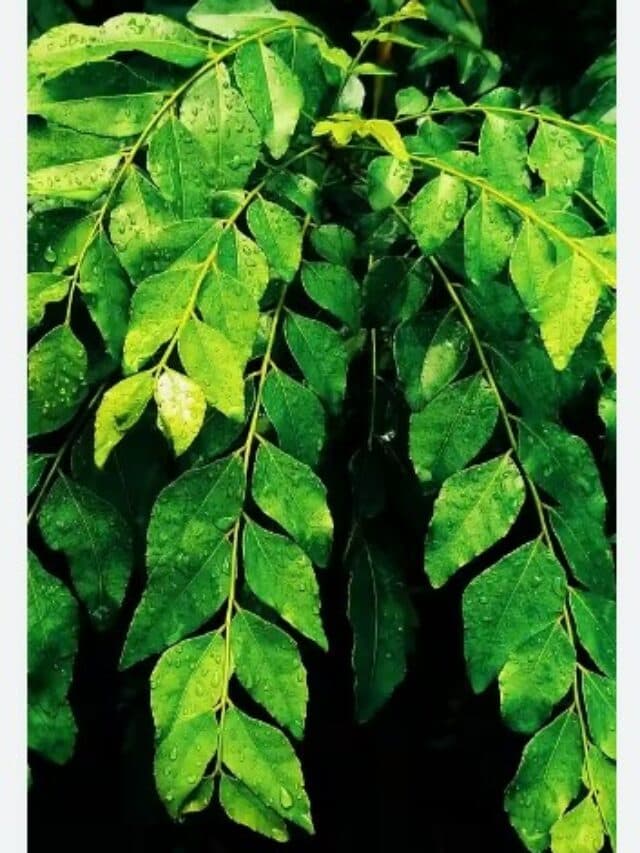 Curry Leaves Benefits: सिर्फ बालों के लिए ही नहीं बल्कि चेहरे के लिए भी फायदेमंद हैं ये हरे पत्ते