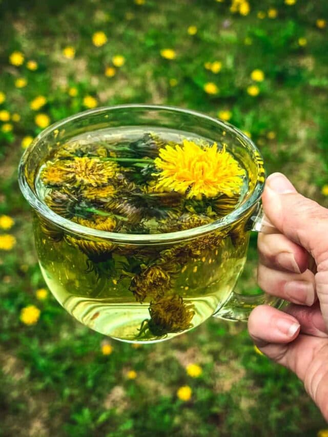 Dandelion Tea: क्या है डंडेलियन टी? लिवर के लिए मानी जाती है असरदार दवा…