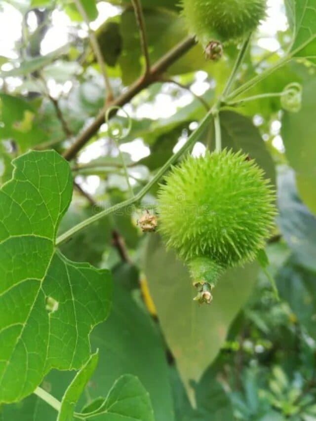 Benefits of Kakora: कांटेदार दिखने वाली ये सब्जी है गुणों का खजाना, मिलेंगे ये ढेरों फायदे..