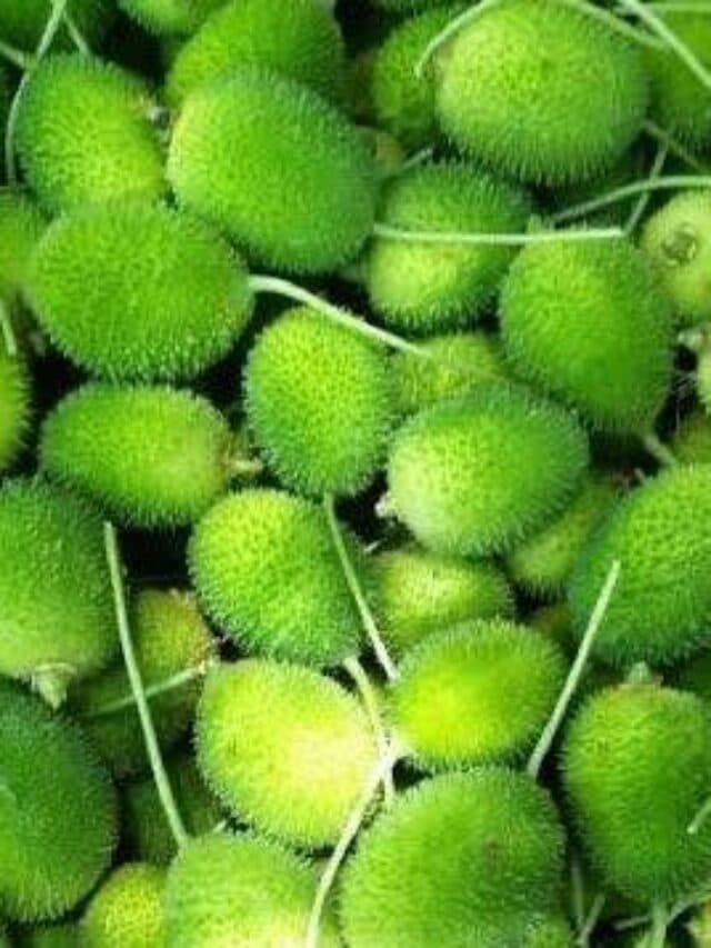 Seasonal Vegetable: बरसाती सीजन में रहना है फिट तो इस मौसमी सब्जी को जरूर करें सेवन..