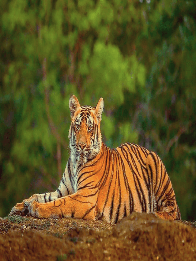 RARE SPECIES OF INDIA: दुनिया में कहीं और नहीं पाई जाती हैं ये दुर्लभ प्रजातियाँ