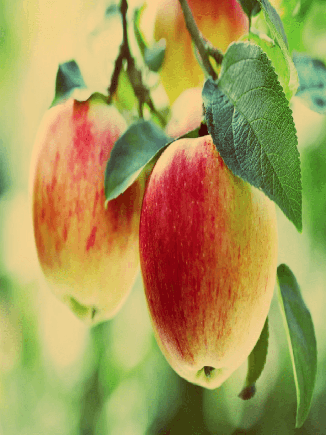APPLE HEALTH BENEFITS: जानिए APPLE से आपकी सेहत को क्या-क्या फायदे हो सकते हैं