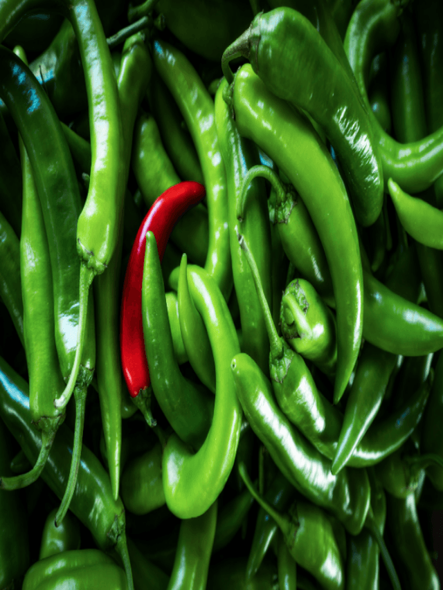 BENEFITS OF GREEN CHILLI: हरी मिर्च खाने से त्वचा होती है चमकदार,जानिये और क्या होते है लाभ