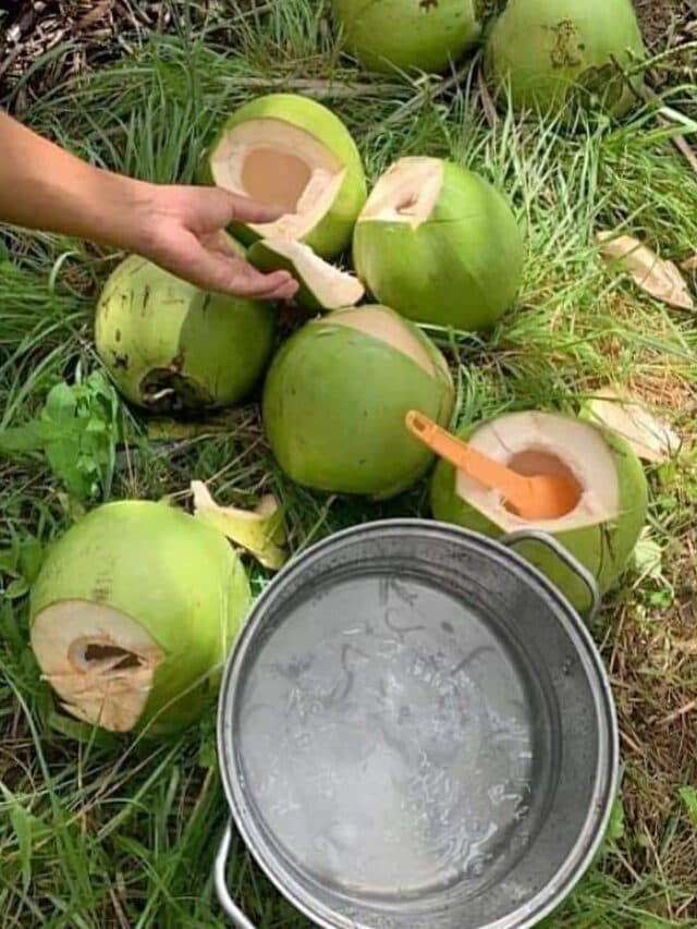 Health Benefit of Coconut Water: घोड़े जैसी ताकत के लिए दिन में 2 बार पियें इस फल रस