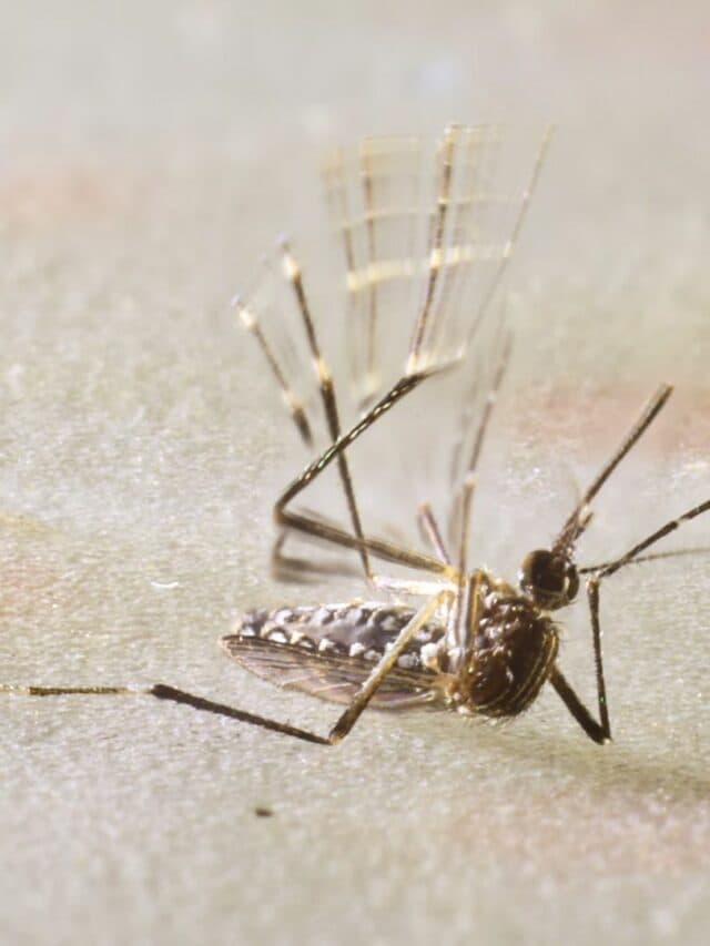Dengue ke Lakshan Aur Upaye: कही आपको डेंगू तो नहीं?
