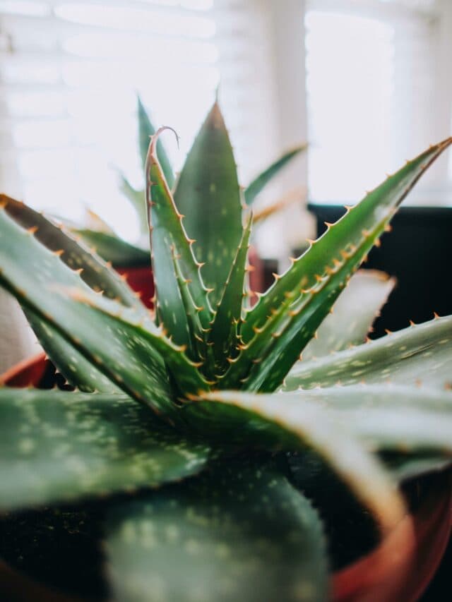 Chehre Par Aloevera Lgane Ke Nuksan: एलोवेरा जेल चेहरे पर लगाने से होते हैं ये नुकसान