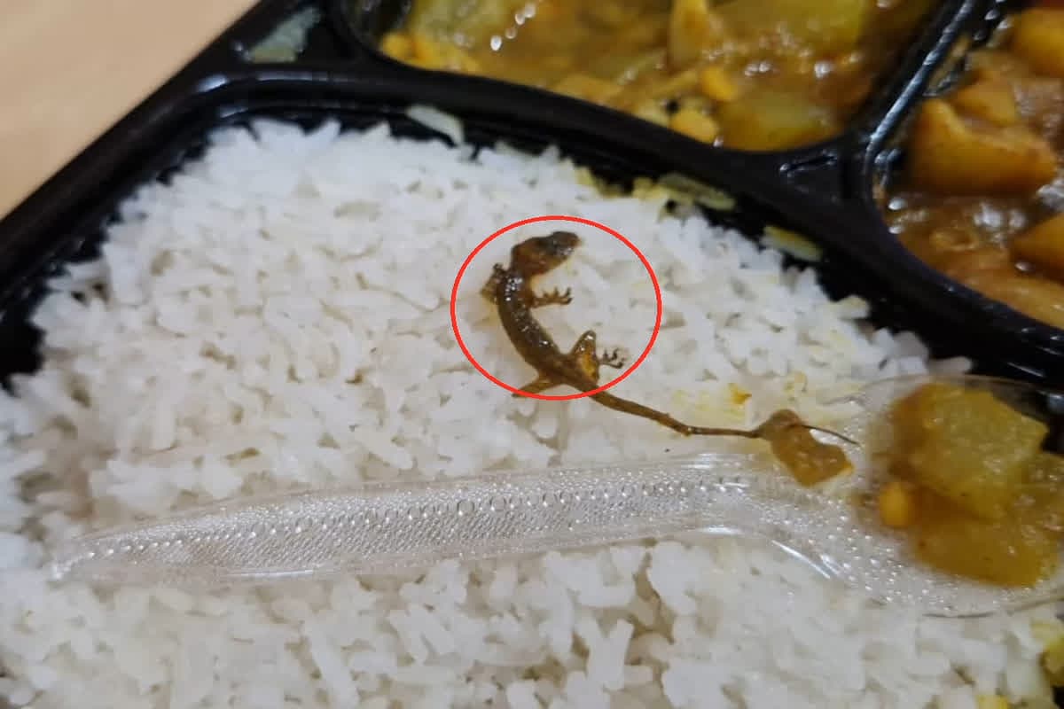 Lizard Found In Food: सरकारी कार्यक्रम में पंचायत प्रतिनिधियों को परोसा गया छिपकली वाला खाना, मचा बवाल