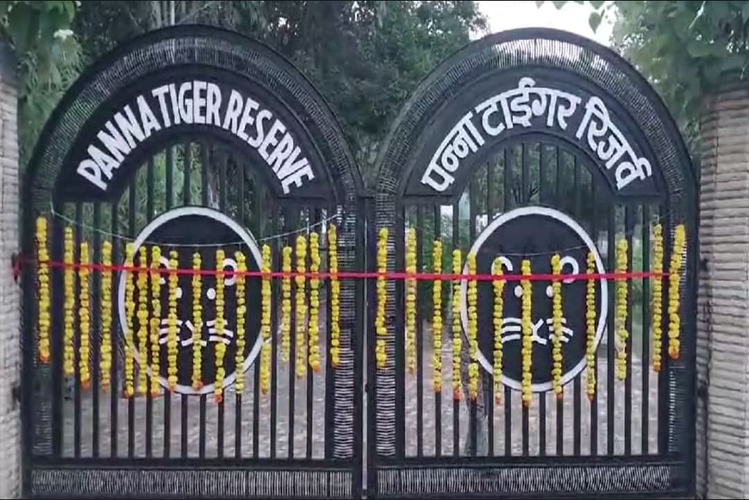 Panna Tiger Reserve : आज से आम पर्यटकों के लिए खुला पन्ना टाइगर रिजर्व, पहले ही दिन सभी टिकट फुल