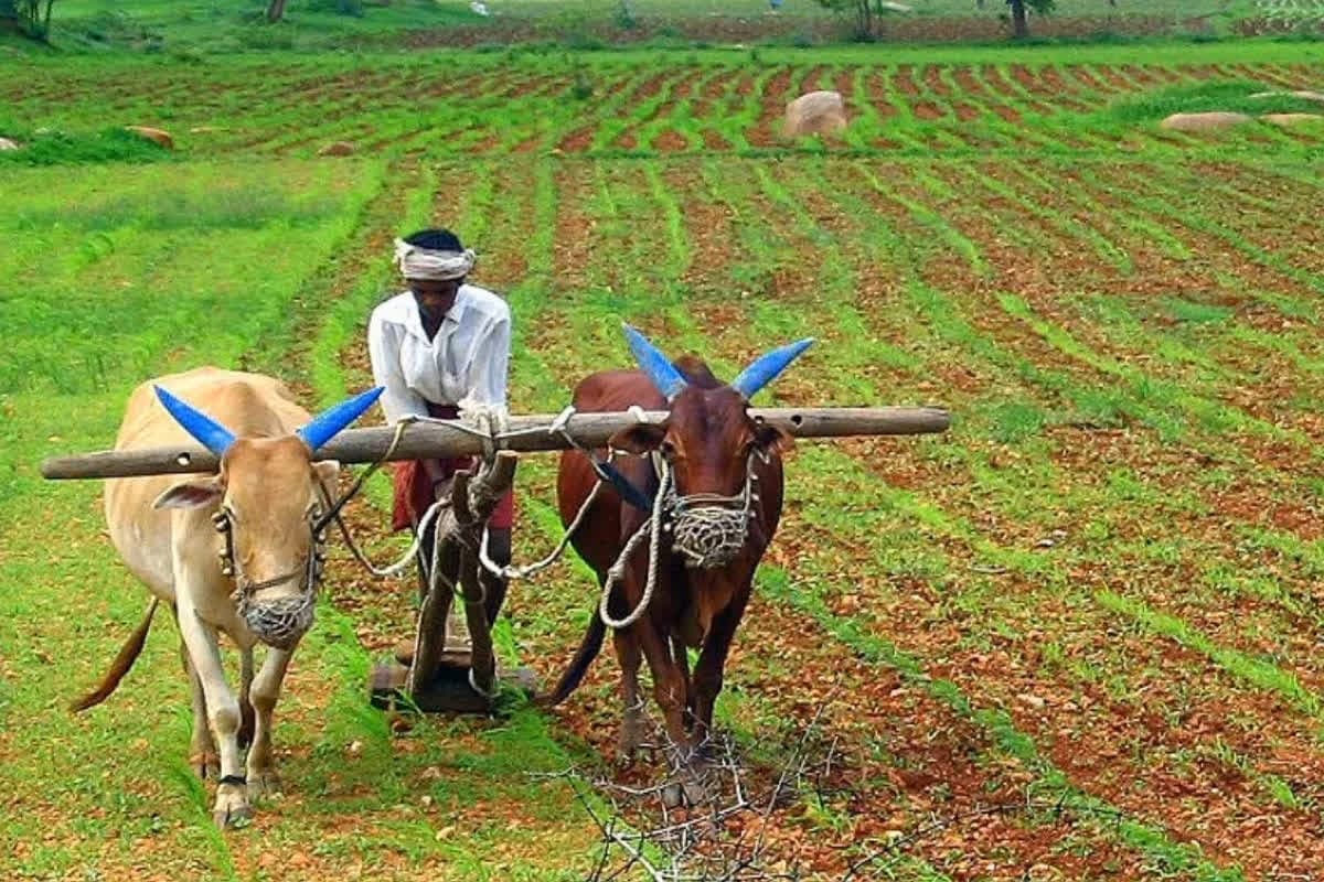 CG Hindi News Latest: छत्तीसगढ़ में किसान नहीं बो सकेंगे धान? प्रशासन ने रबी सीजन के लिए जारी किया आदेश, जानिए क्या बोले कृषि मंत्री नेताम