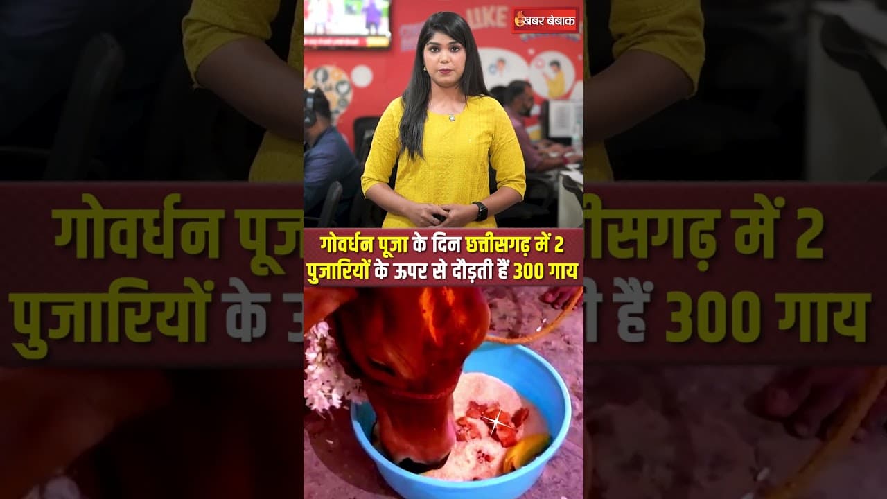 Chhattisgarh की Govardhan Pooja, जहां 2 पुजारियों के ऊपर से दौड़ती हैं 300 गाय #diwali#govardhanpooja